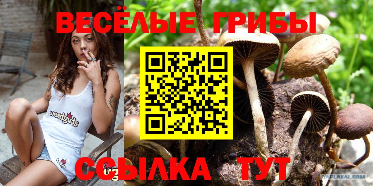 Галлюциногенные грибы Cubensis  Вход с VPN  Белая Калитва 